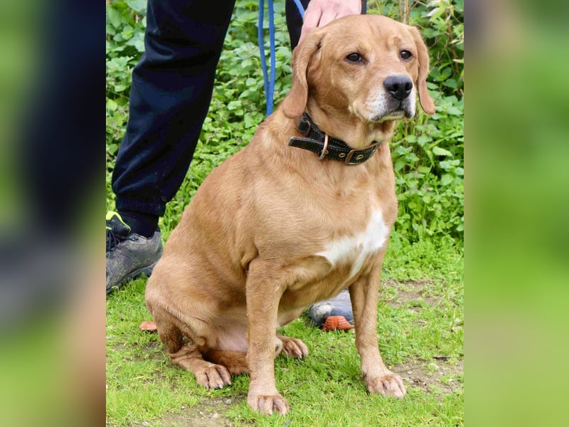 Auch ⚡️COOPER⚡️ wurde abgegeben im Tierheim: Cantinho da Milu