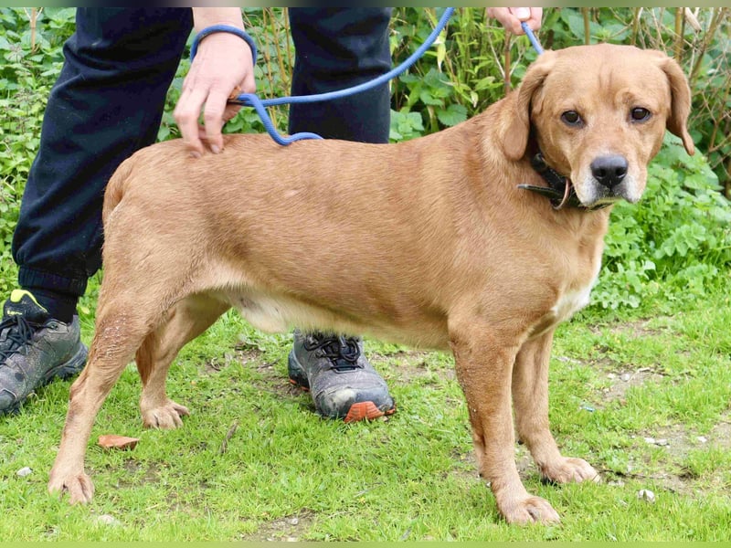 Auch ⚡️COOPER⚡️ wurde abgegeben im Tierheim: Cantinho da Milu