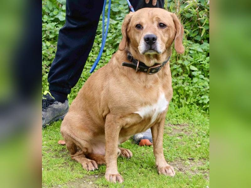 Auch ⚡️COOPER⚡️ wurde abgegeben im Tierheim: Cantinho da Milu