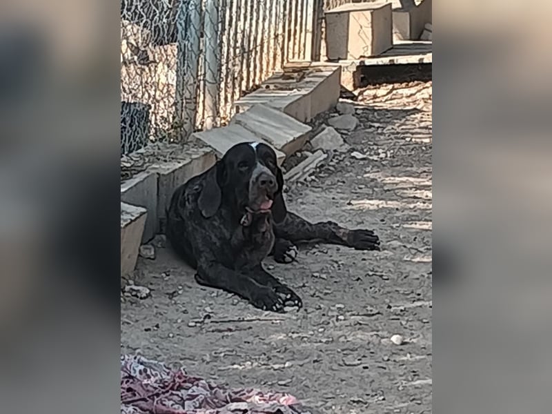 CAIRO-will noch einmal in seinem Leben ein liebevolles Zuhause