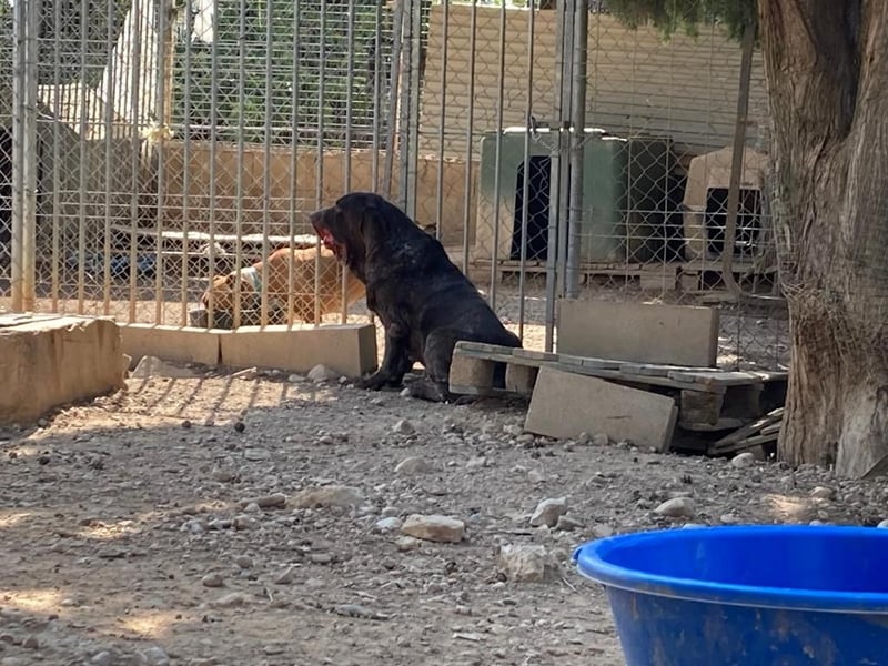 CAIRO-will noch einmal in seinem Leben ein liebevolles Zuhause