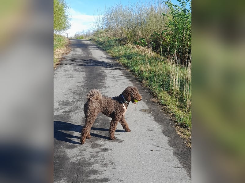 Persönliche Hundebetreuung