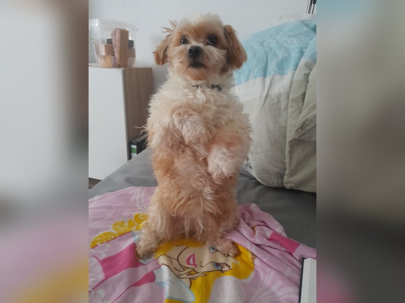 Persönliche Hundebetreuung