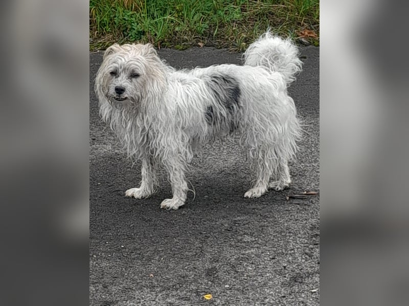 Persönliche Hundebetreuung