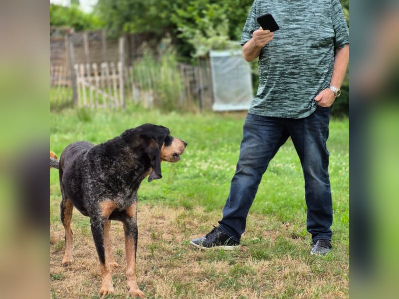 Sasa - sucht dringend ein neues Zuhause