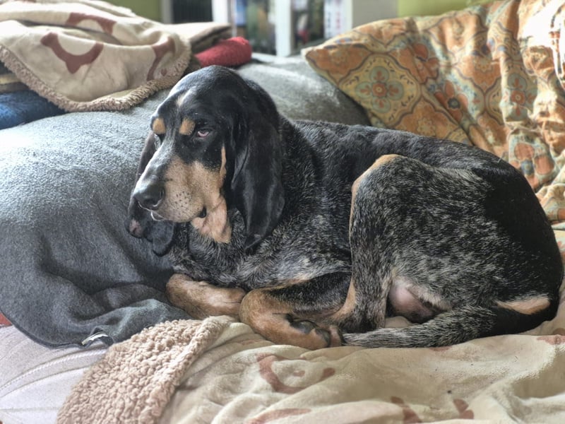 Sasa - sucht dringend ein neues Zuhause