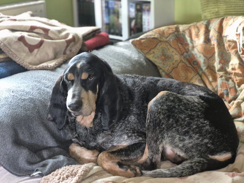 Sasa - sucht dringend ein neues Zuhause