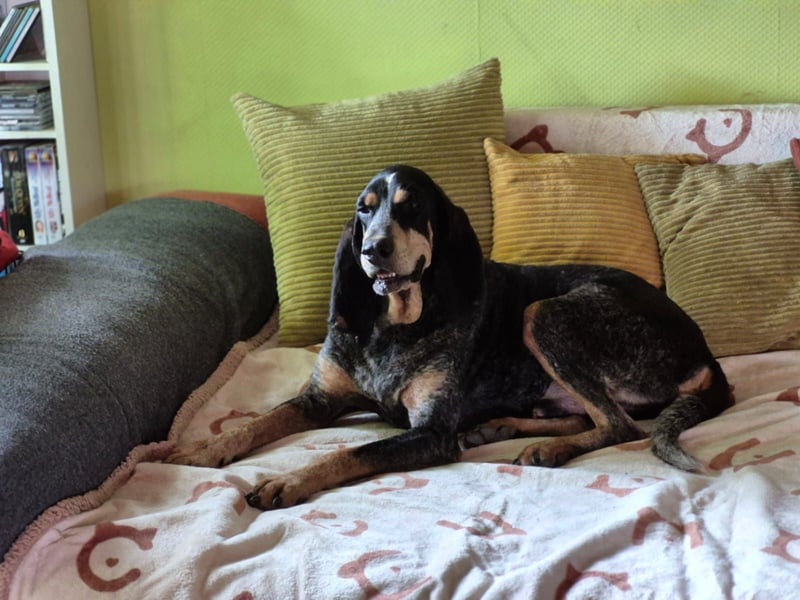 Sasa - sucht dringend ein neues Zuhause