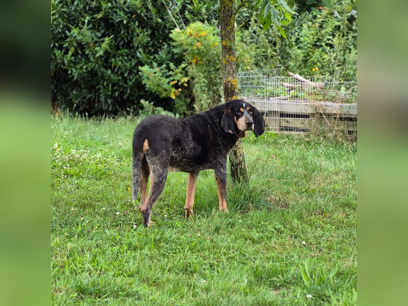 Sasa - sucht dringend ein neues Zuhause