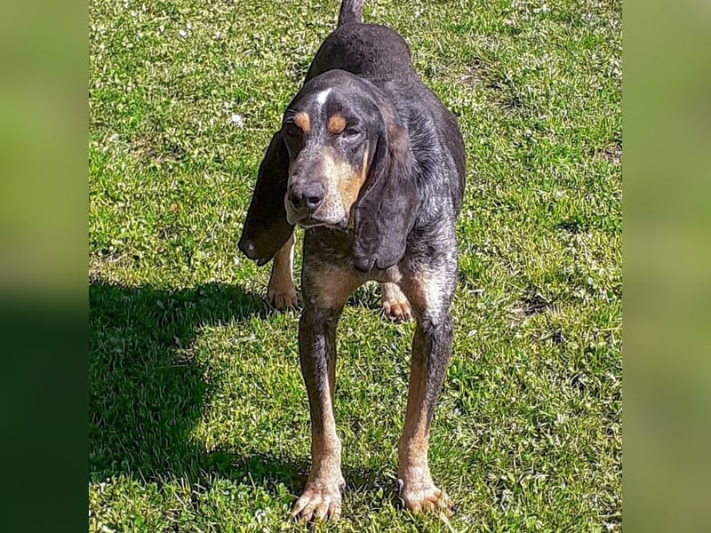 Sasa - sucht dringend ein neues Zuhause