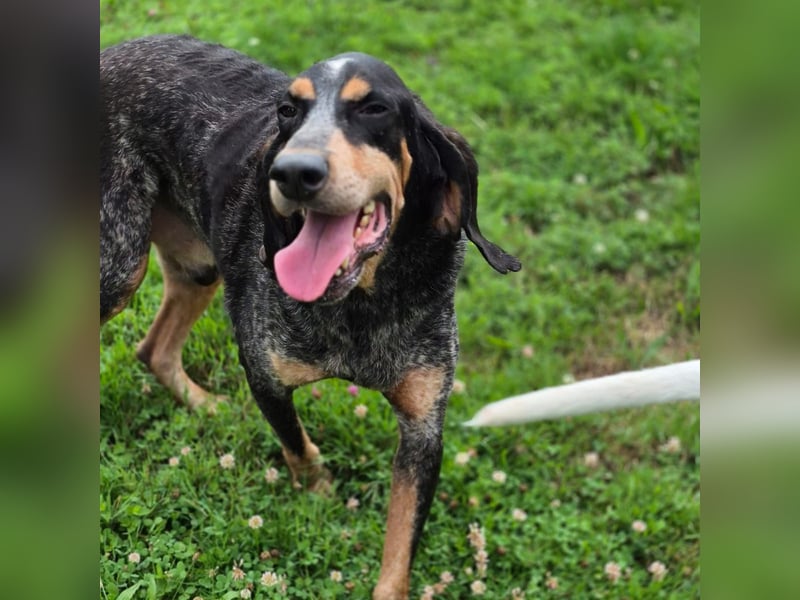 Sasa - sucht dringend ein neues Zuhause