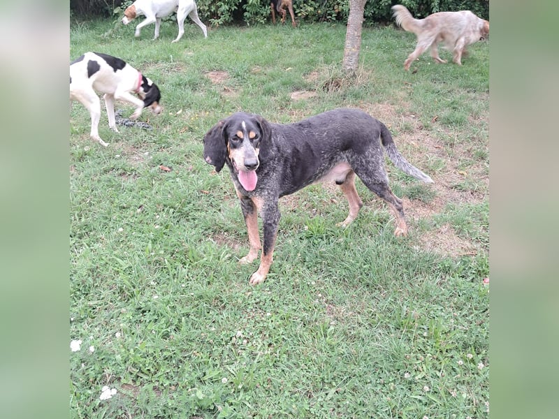 Sasa - sucht dringend ein neues Zuhause