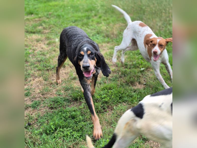 Sasa - sucht dringend ein neues Zuhause