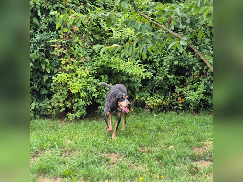 Sasa - sucht dringend ein neues Zuhause