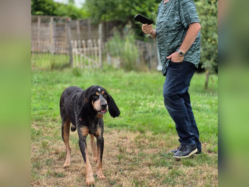 Sasa - sucht dringend ein neues Zuhause