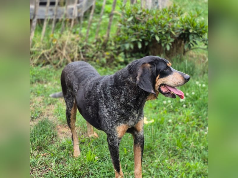 Sasa - sucht dringend ein neues Zuhause