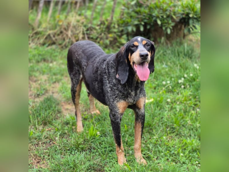 Sasa - sucht dringend ein neues Zuhause