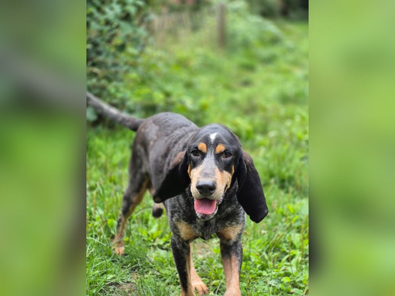 Sasa - sucht dringend ein neues Zuhause