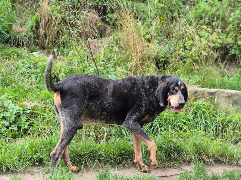 Sasa - sucht dringend ein neues Zuhause