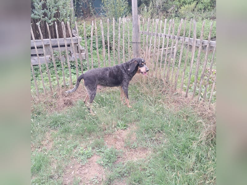 Sasa - sucht dringend ein neues Zuhause