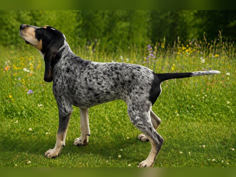Petit Bleu de Gascogne