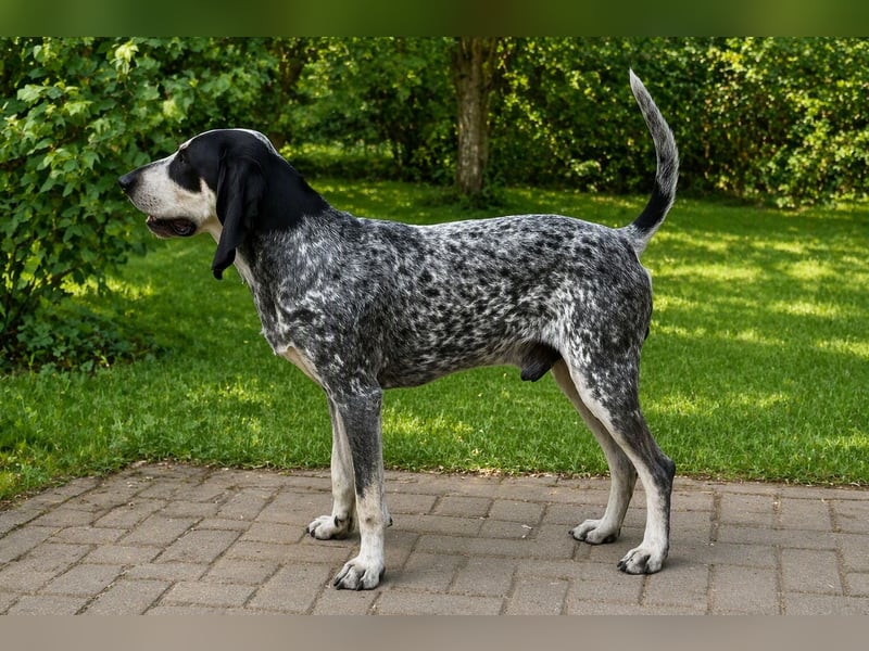 Petit Bleu de Gascogne
