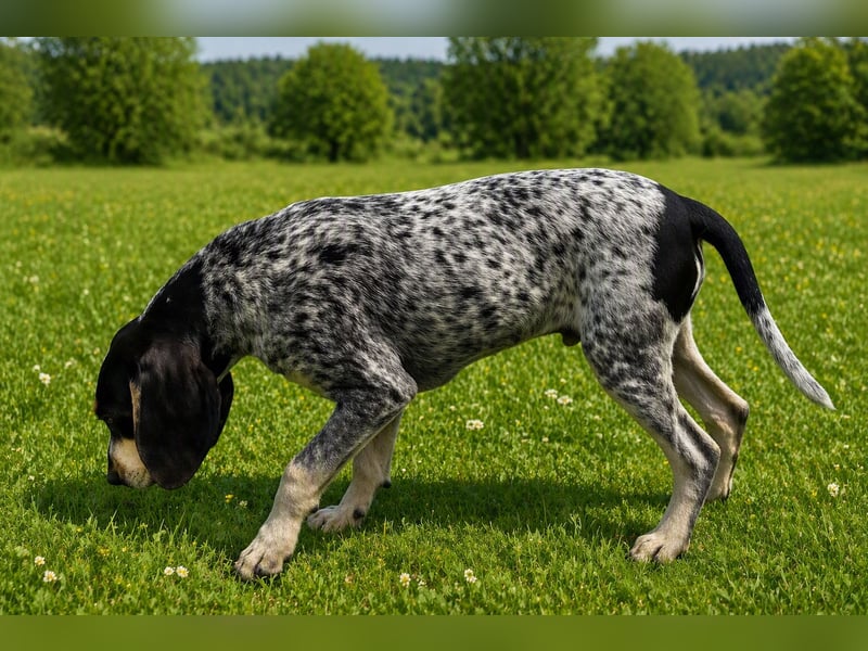 Petit Bleu de Gascogne