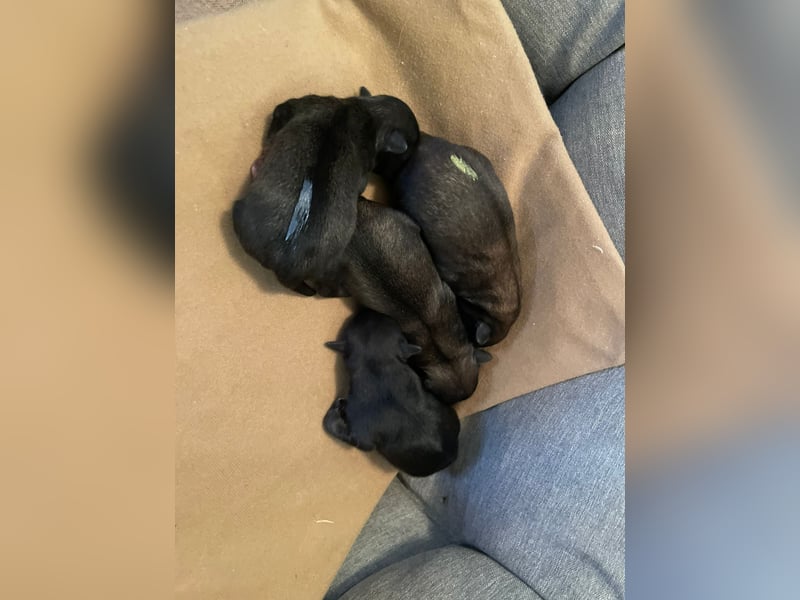 Löwchen Welpen am 25. Juni geboren