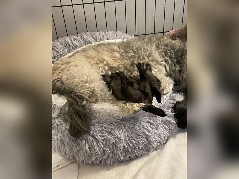 Löwchen Welpen am 25. Juni geboren
