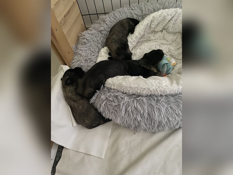 Löwchen Welpen am 25. Juni geboren