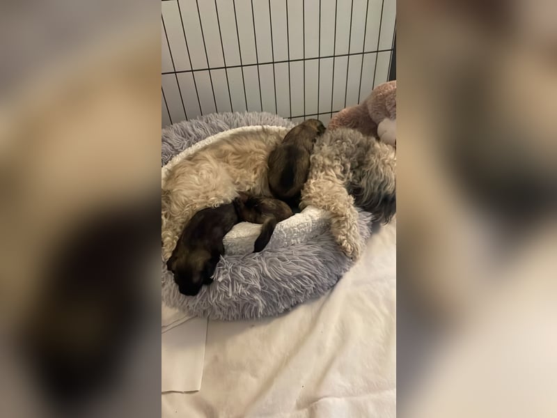 Löwchen Welpen am 25. Juni geboren