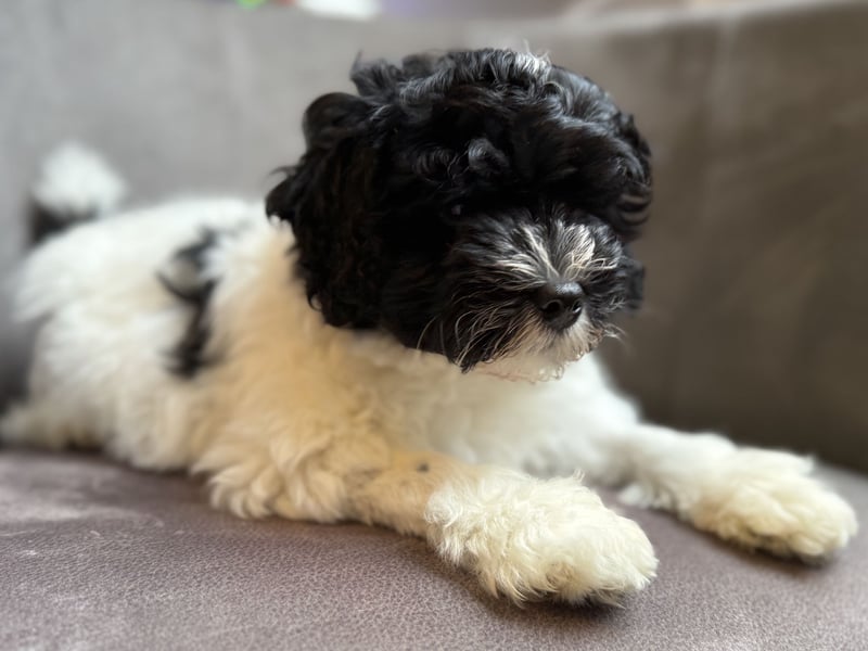 Löwchenwelpen aus VDH/FCI-Zucht