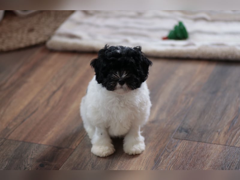 Löwchenwelpen aus VDH/FCI-Zucht