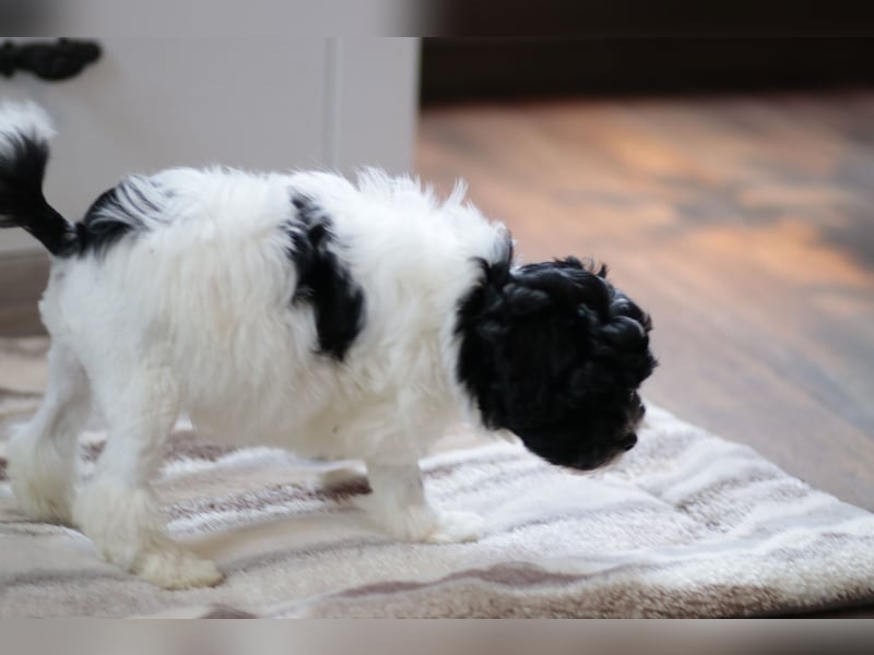 Löwchenwelpen aus VDH/FCI-Zucht