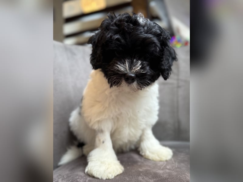 Löwchenwelpen aus VDH/FCI-Zucht