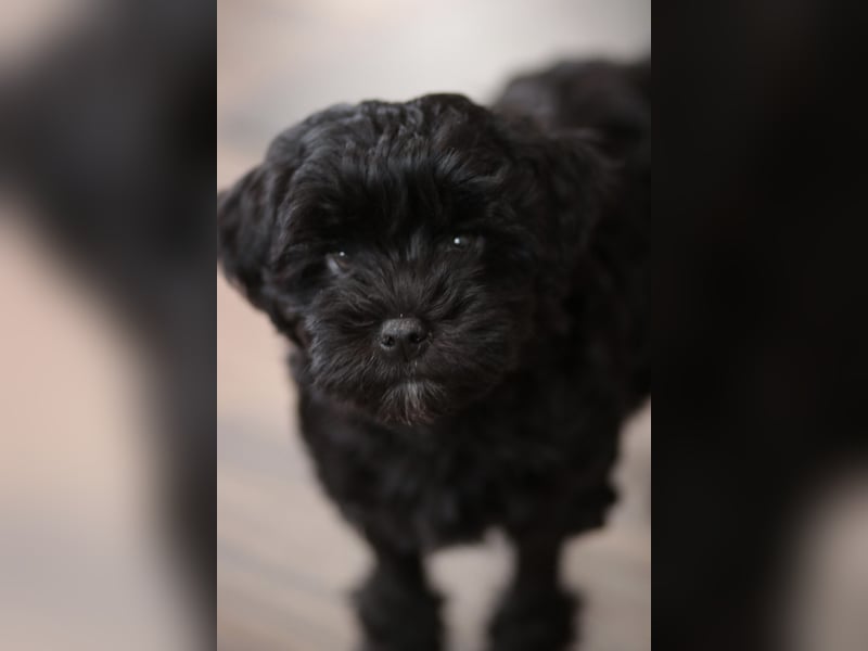 Löwchenwelpen aus VDH/FCI-Zucht