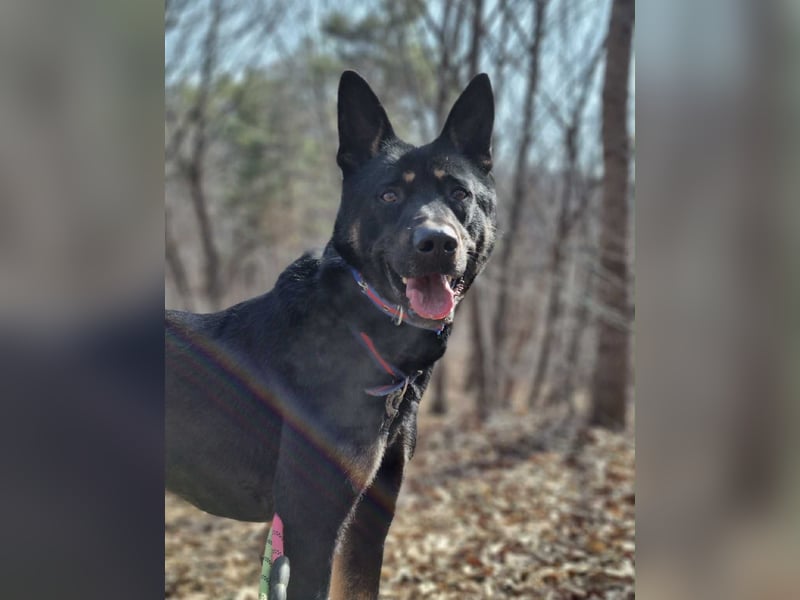 Pflegestelle an  statt Adoption lies mal, finde Deinen Hund