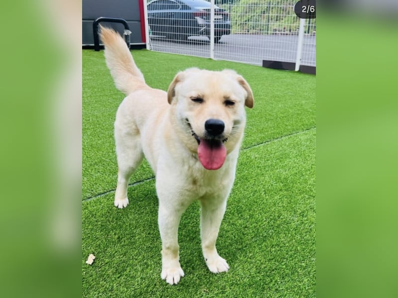 Pflegestelle an  statt Adoption lies mal, finde Deinen Hund