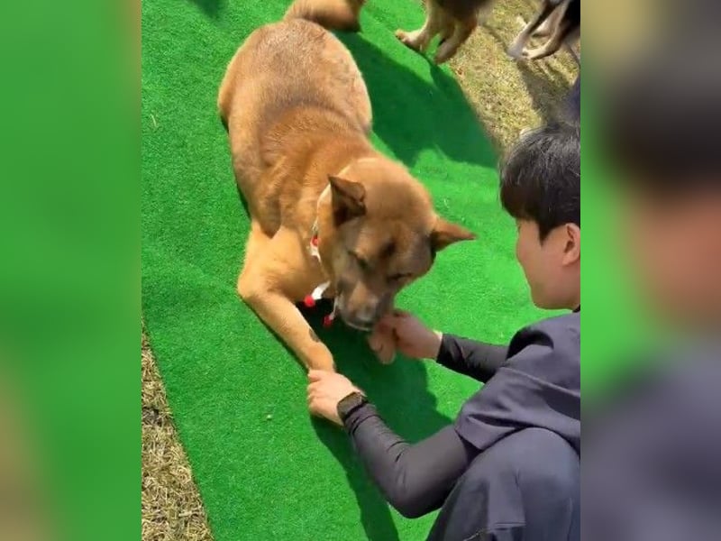 Pflegestelle an  statt Adoption lies mal, finde Deinen Hund