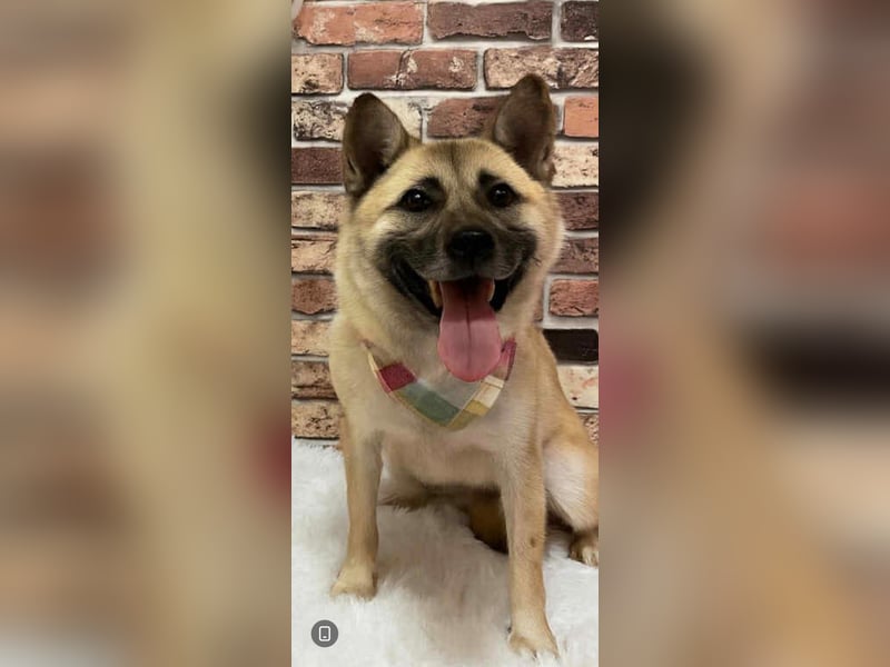 Pflegestelle an  statt Adoption lies mal, finde Deinen Hund