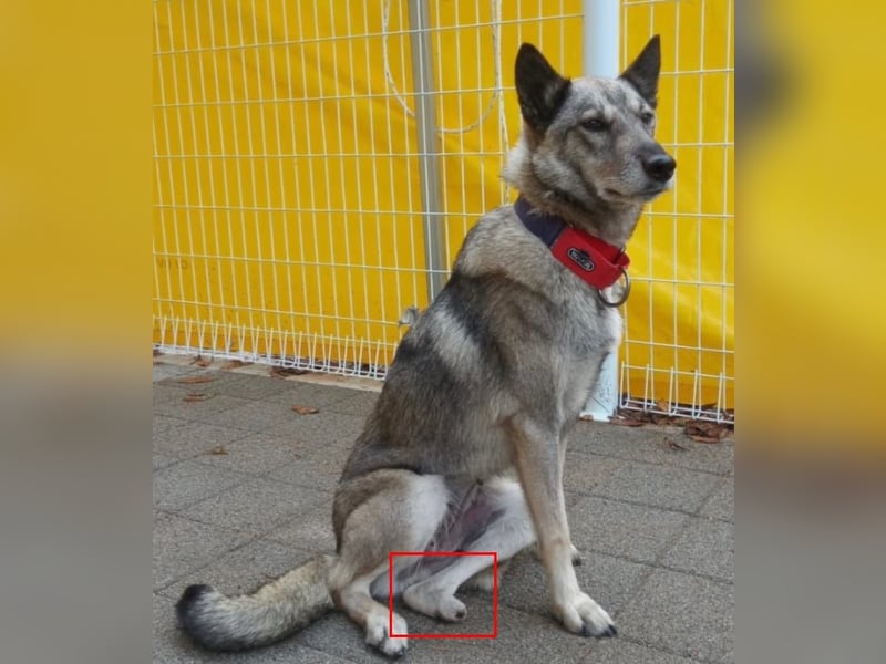 Pflegestelle an  statt Adoption lies mal, finde Deinen Hund