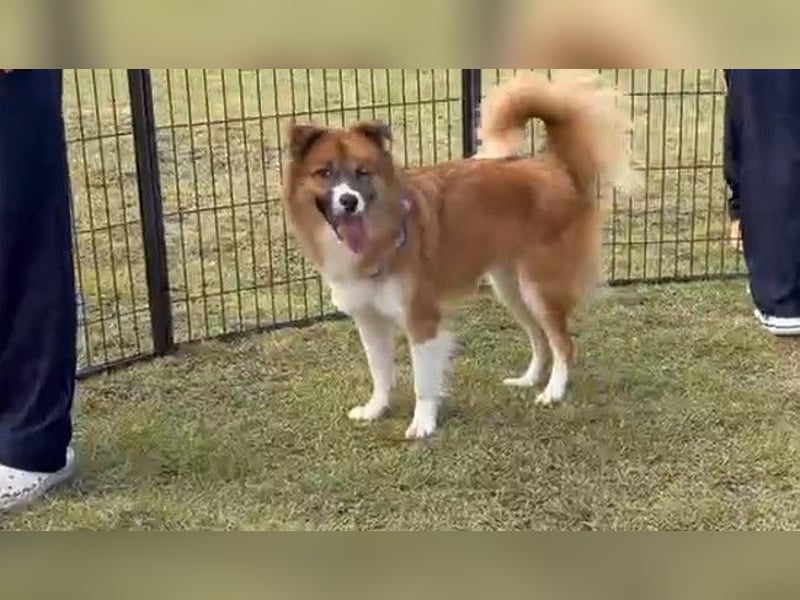 Pflegestelle an  statt Adoption lies mal, finde Deinen Hund