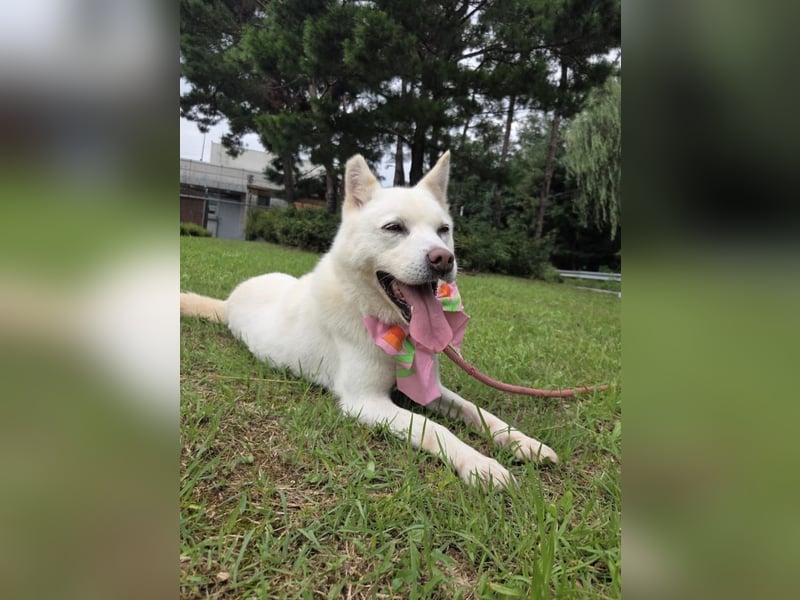 Pflegestelle an  statt Adoption lies mal, finde Deinen Hund