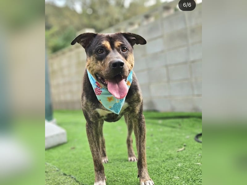 Pflegestelle an  statt Adoption lies mal, finde Deinen Hund