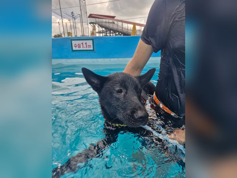 Pflegestelle an  statt Adoption lies mal, finde Deinen Hund