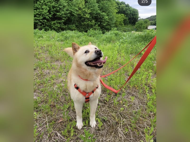 Pflegestelle an  statt Adoption lies mal, finde Deinen Hund