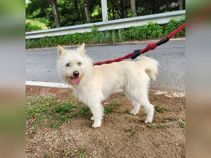 Pflegestelle an  statt Adoption lies mal, finde Deinen Hund