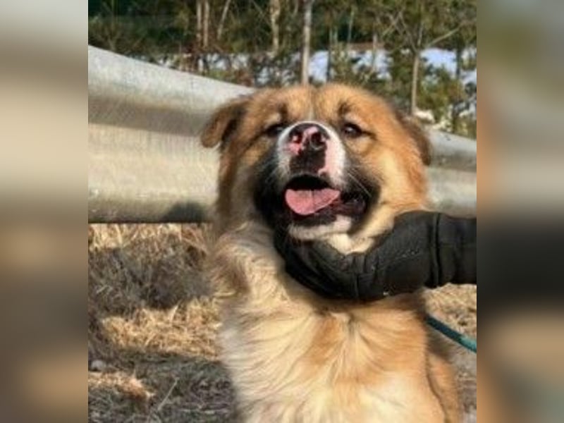 Pflegestelle an  statt Adoption lies mal, finde Deinen Hund