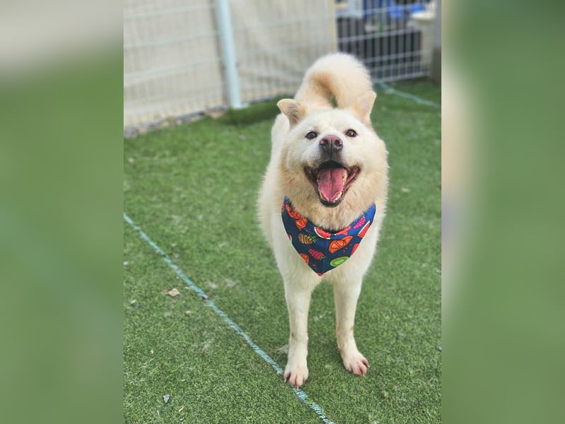 Pflegestelle an  statt Adoption lies mal, finde Deinen Hund