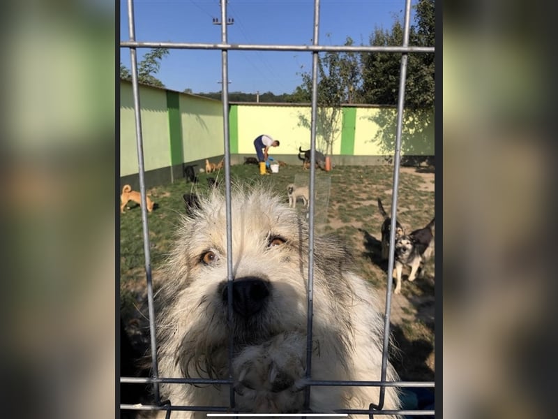 Pflegestelle Gesucht 